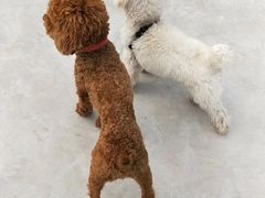 -美联众合动物医院(·中兽医·疑难杂症·严家桥分院)