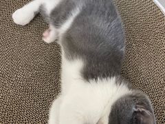 -lincat·猫舍(广州店)