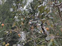 -东方巨龟苑景区