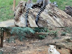 -云南野生动物园