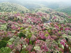 -贵州百里杜鹃风景名胜区