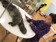 -猫冇咖·家门口的撸猫馆(大融城店)