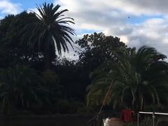 -墨尔本皇家植物园