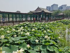 -莲花池公园