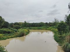 -中国扬子鳄村