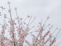 -顾村公园