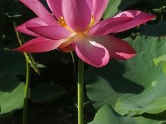 -天津东丽湖风景区