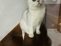 -老吴的猫·猫舍(新区店)