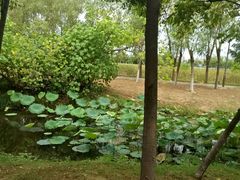 -艾溪湖湿地公园