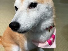 -逗柴咖啡屋·狗咖猫咖宠物桌游