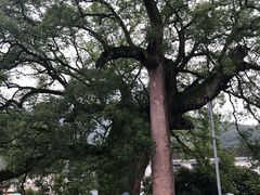 -新安江山水画廊风景区