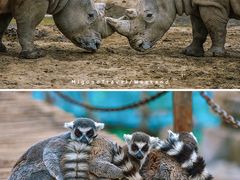 -济南野生动物世界