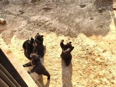 -石家庄市动物园