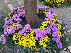 -上海共青森林公园