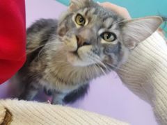 -十年猫舍·猫咪专门店(普陀店)