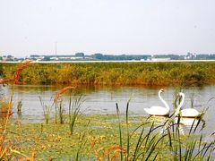 -呼兰河口湿地公园