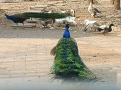 -石家庄市动物园