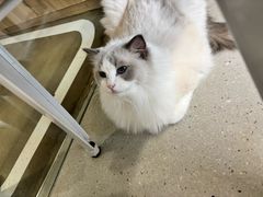 -Cappucimeow猫咪咖啡馆(韦伯时代店)
