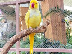 -南宫五洲植物乐园