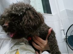 -荔康动物医院(康王北路店)