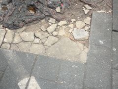 -黄鹤天厨·泡椒田鸡创始者(莲花店)