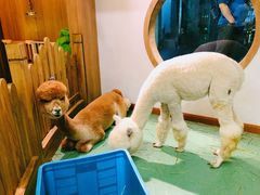 -藦茜花园宠物主题亲子互动体验馆(国顺东路店)