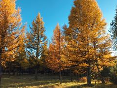 -塞罕坝国家级自然保护区