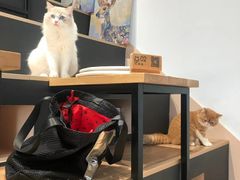 -瞄一喵猫咖(格力海岸店)