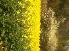 桑洲油菜花-桑洲油菜花景区