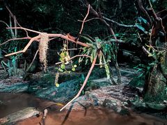 -夜间野生动物园