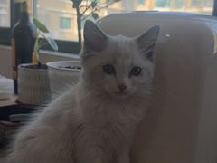 -天宠宠物医院24小时·急重症诊疗中心·全科·腔镜特色(和平分院)