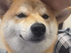 -创凡宠物医院·骨专科  猫科中心(西乡分院)