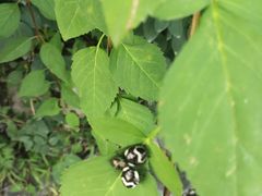 -北京西山国家森林公园