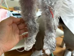 -北京观赏动物医院·24小时大型综合·猫专科·异宠专科