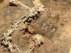 -世界恐龙谷景区