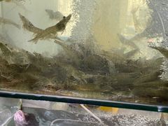 -海之鲜大排档(东山海鲜金銮湾店)