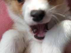 -翊宠yipet猫狗购宠庄园犬舍•猫舍
