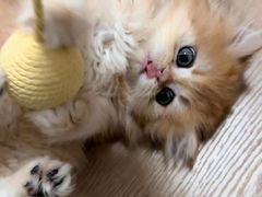 -猫十亿·布偶金渐层·曼基康矮脚猫舍(青年路店)