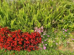 -东莞植物园