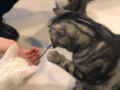 -平行世界·猫咖(首经贸店)