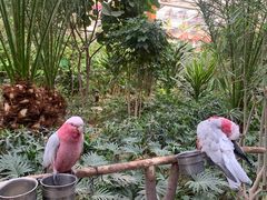 -南宫五洲植物乐园