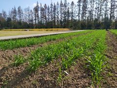 -上海长兴岛郊野公园