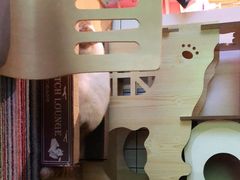 -喵屿·大理花园猫咖