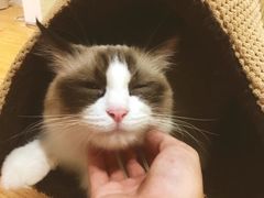 -芭比堂动物医院·犬猫全科·异宠专科(雁塔分院)