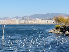 -洱海月湿地公园