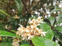 -白塘生态植物园
