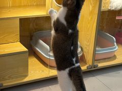 -平行世界·猫咖(首经贸店)