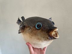 -天正河鲀·河豚亭(大连店)