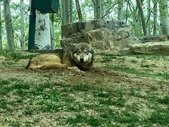 -北京野生动物园