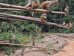 -西双版纳原始森林公园